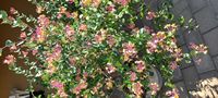 Lonicera tatarica Lonicera tatarica